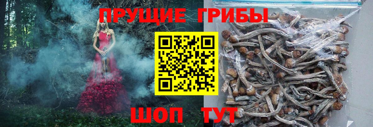 Псилоцибиновые грибы Psilocybe Учалы